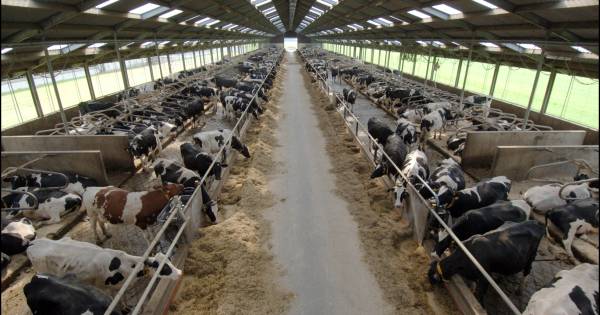 Besluit over megastal voor bijna 500 koeien in Ellecom maand later - De Gelderlander