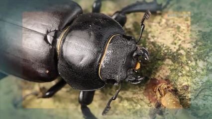2. Wild van Dieren - 2