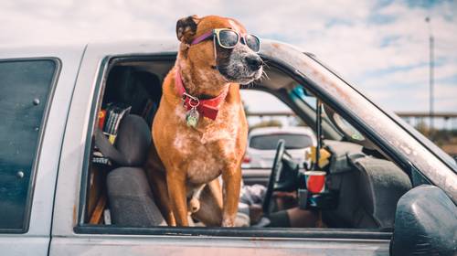 Op reis en de hond mag mee?