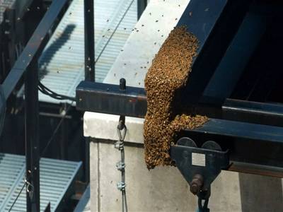 Duizenden bijen strijken neer op Times Square