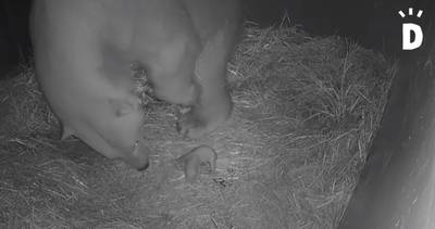 Vertederend: ijsbeer Frimas bevalt van twee kleintjes