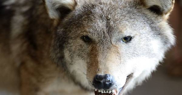 Wolf lijkt voorgoed te blijven op de Veluwe - AD.nl