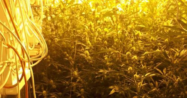 Hennepkwekerij van 500 planten opgerold in Silvolde