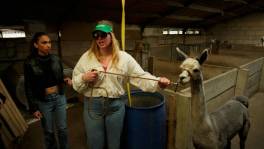 'Kotmadam Sarafian'-studenten op wandel met alpaca's