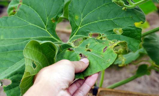 Bladluis in de tuin? Waarom je niet meteen in de stress hoeft te schieten