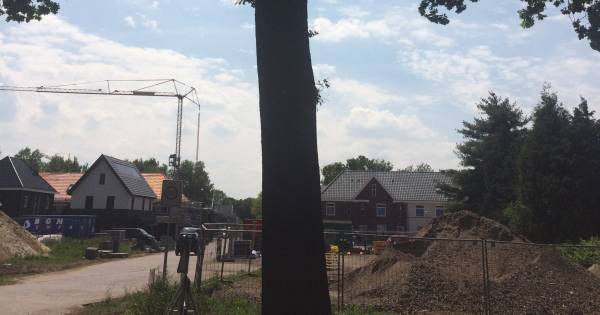 Aan boomknuffelen doen ze in Heesch niet: 'Veiligheid is belangrijker' - BD.nl