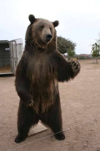 Un Homme Tue Par Un Grizzly Dresse Pour Le Cinema Monde 7sur7 Be