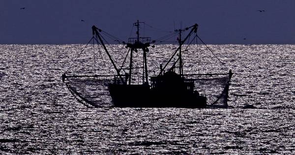 Duitse natuurbeschermers boos: Nederland vist zalm weg die nu eindelijk door Haringvliet kan - AD.nl