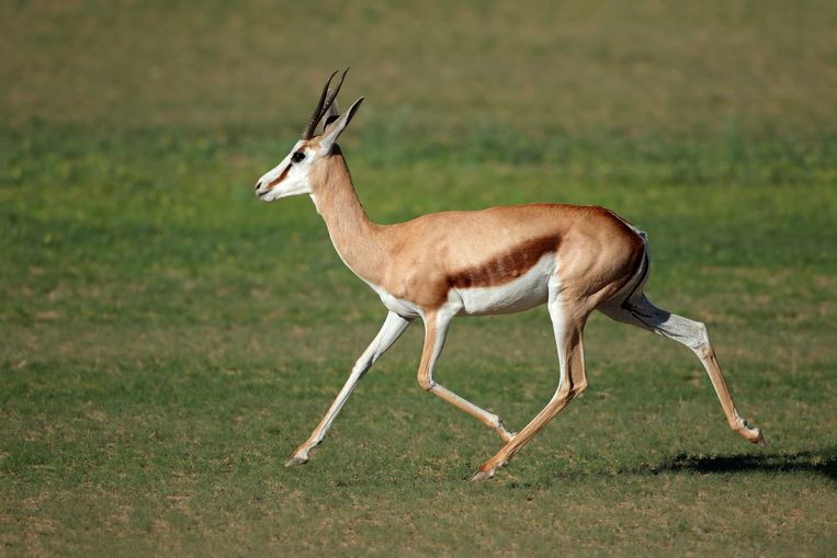 Een antilope