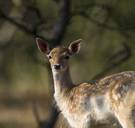 Uit haar voegen barstende populatie damherten afgeschoten in Oost-Vlaanderen: natuurliefhebbers woedend 