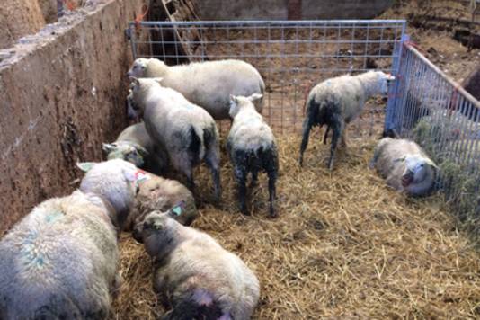 Enkele levende schapen hadden last van schurft rond de bek.