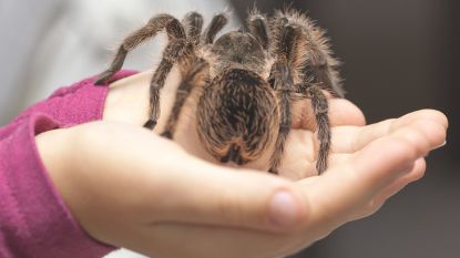Deze dierentuin helpt bezoekers van hun spinnenfobie af door hen grote spinnen te laten vasthouden