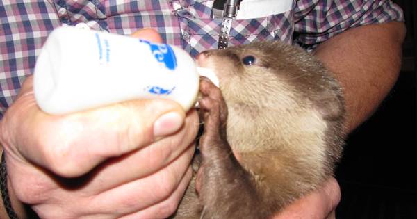 Eigenaar Best Zoo voert ottertjes thuis in Lennisheuvel