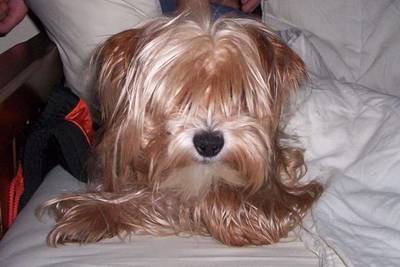 Zoektocht naar hond van overleden vrouw uit Cuijk: waar is Brammetje?