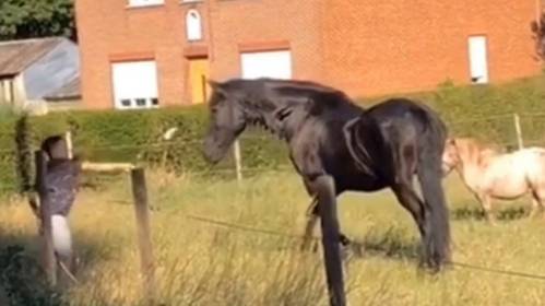VIDEO. Commotie nadat jongeren paarden treiteren en bekogelen