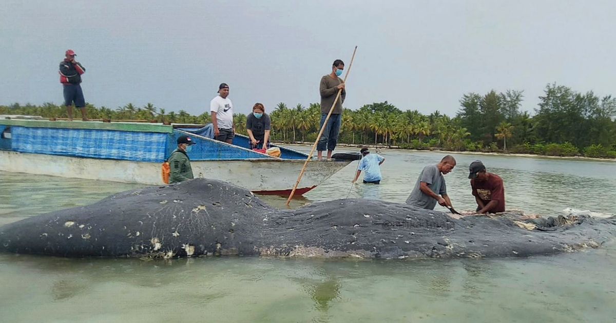 Zes kilo (!) plastic gevonden in maag van aangespoelde walvis