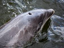 Oproep: ‘Laat dolfijn Zafar met rust’