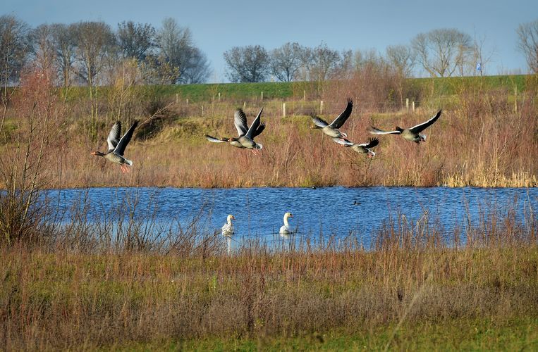 Drones verjagen watervogels, onderzoekers roepen op tot richtlijnen - Volkskrant
