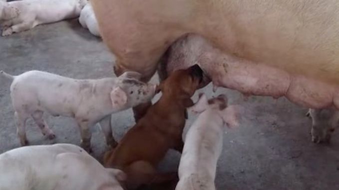 VIRAL3: Puppy mengt zich tussen biggen en drinkt melk van mama varken