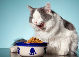 Zo eet je kieskeurige hond of kat zijn brokken wél op