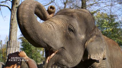3. Pédicure XXL chez les éléphants