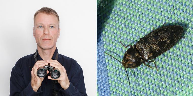 De kniptorren lanceren zichzelf met een hendel in hun nek - Trouw