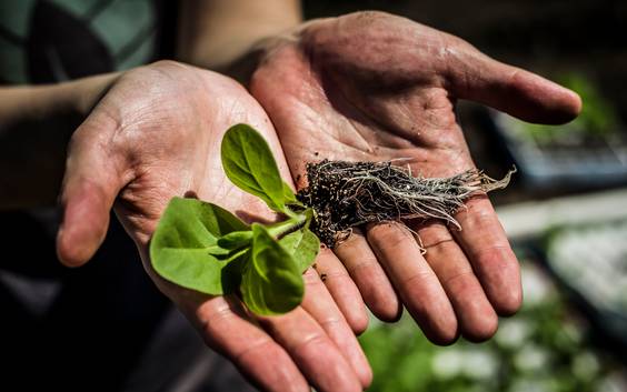 Mogelijk grootste landbouwdoorbraak in tijden: 40 procent meer opbrengst uit gewassen