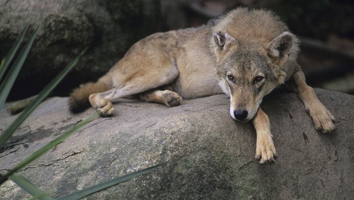 Hond Verscheurd Door Wolven Voor Ogen Baasjes Buitenland Ad Nl