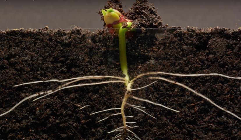 Timelapse filmpjes van planten kijken is je nieuwe therapie