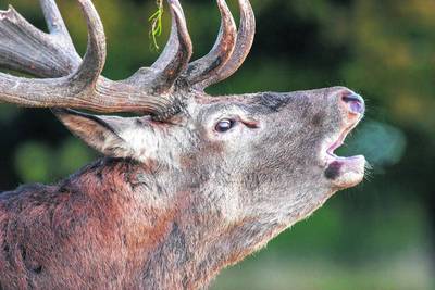 Veluwe hoopt graantje mee te pikken van succes documentaire WILD