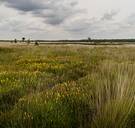 ‘Greenwashing’ vs ‘pragmatisch realisme’: schenking Ineos legt interne twist in Natuurpunt bloot