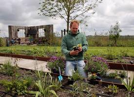 Zet déze planten in de tuin tegen schadelijke diertjes