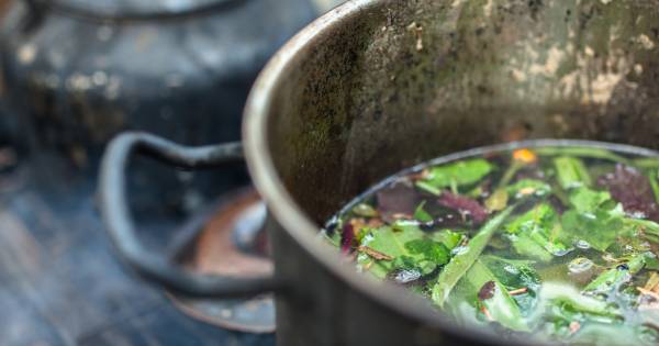 Politie deed niets met tip over ayahuasca-farm waar dodelijk slachtoffer viel - (Premium).