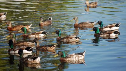 Nederlandse wetenschapper wil eendenkliklijn tegen 'daders' die brood voeren