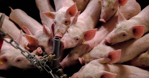 Varkenshouder moet illegale pijpleiding weghalen