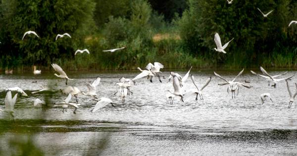 Lepelaars vreten zich vol in Afferden