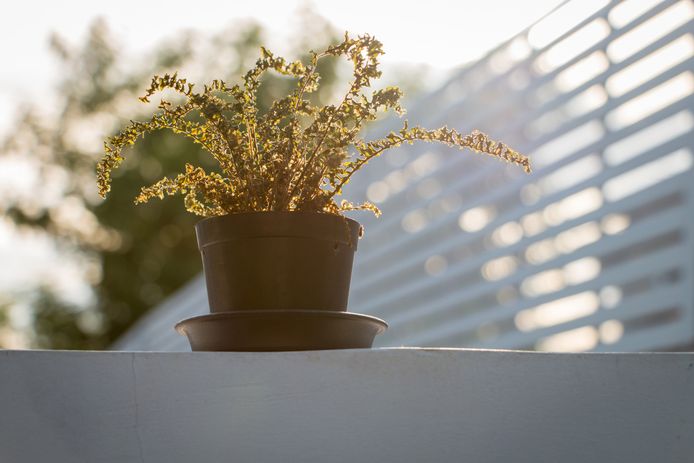 4 Signalen Dat Je Plant Op Sterven Na Dood Is En Wat Je Eraan Kan Doen Familie Hln Be