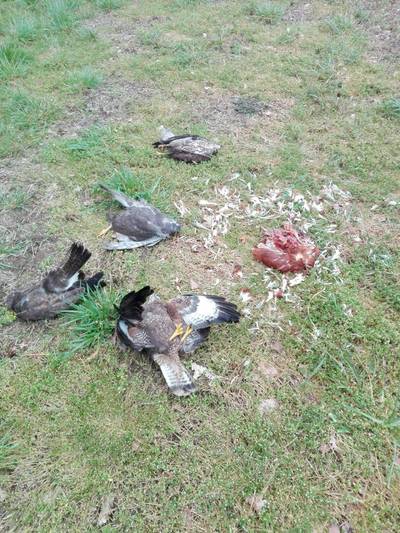 Broedende buizerd overleden na opzettelijke vergiftiging in Eersel