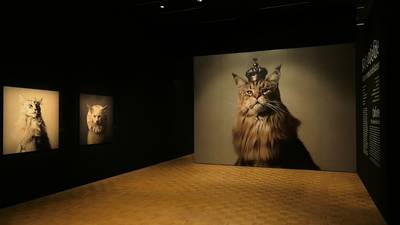 Katten hebben eigen expositie in Rotterdamse Kunsthal