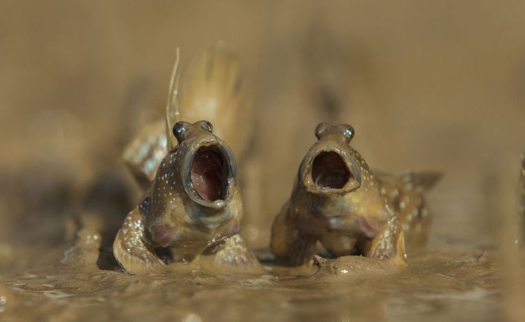 Comedy Wildlife Photography Awards.