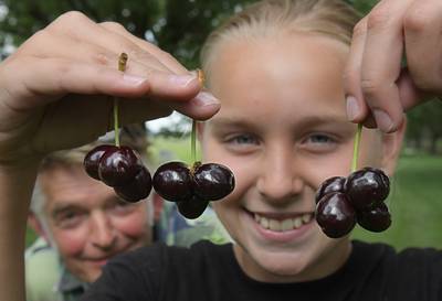 Femke (11) plukt uitzonderlijke kersenvierling in Beusichem: ‘heel zeldzaam’