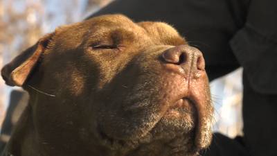 Na 6 jaar in het asiel heeft Murdock eindelijk een nieuwe baas