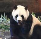 Gemeentescholen Elsene niet meer naar dierentuin: ‘Geen bezoek aan plaatsen waar wilde dieren in gevangenschap leven’