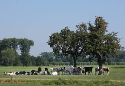 De koe is al eeuwen slim en zoekt de schaduw op