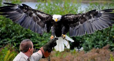 Verzorgers Beekse Bergen racen van hot naar her achter eigenwijze Lady Maya aan
