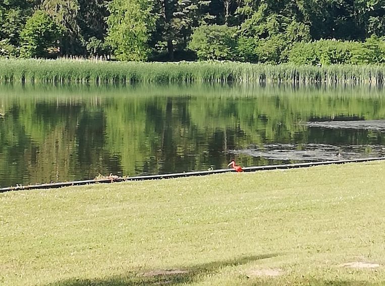 Rode Ibis gespot in Park van Tervuren | Tervuren | In de ...