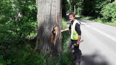 Oude beuken Schelmseweg wijken voor nieuwe