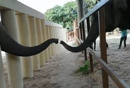 'Eenzaamste olifant ter wereld' ontmoet soortgenoot