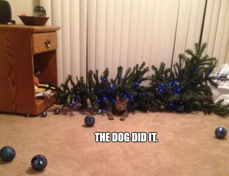 Herkenbaar Zo Hou Je Je Kat Uit De Kerstboom Familie Nina Hln