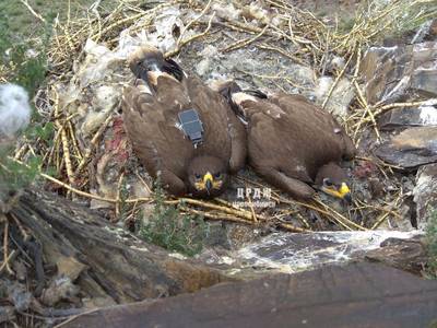 Reislustige adelaar trekt onderzoekers leeg met peperdure telefoonrekening